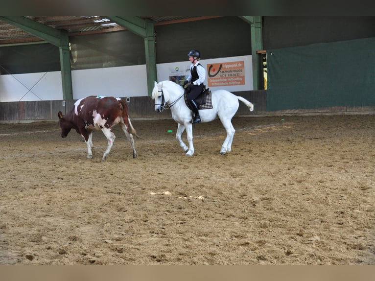 UFANO DES ISCLES Caballo camargués Semental Tordo in Wesel