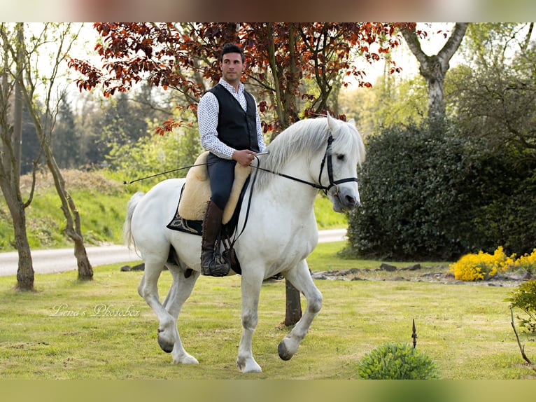 UFANO DES ISCLES Caballo camargués Semental Tordo in Wesel