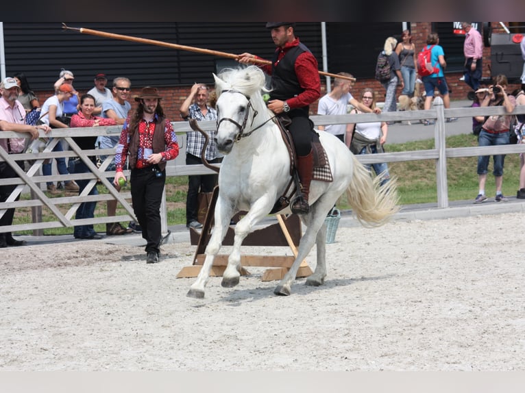 UFANO DES ISCLES Caballo camargués Semental Tordo in Wesel