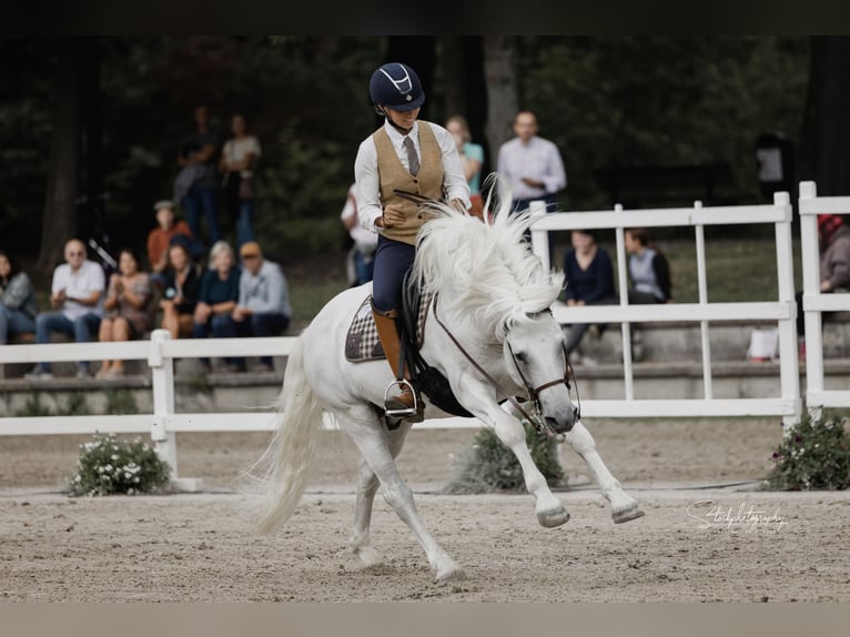 UFANO DES ISCLES Camargue Étalon Gris in Wesel