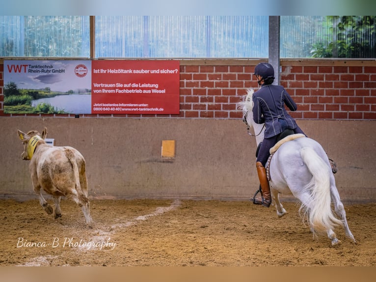 UFANO DES ISCLES Camargue Étalon Gris in Wesel