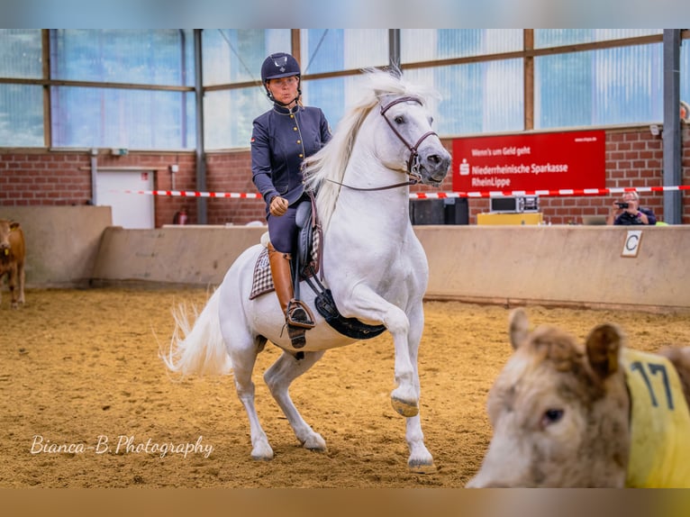 UFANO DES ISCLES Camargue Hengst Schimmel in Wesel