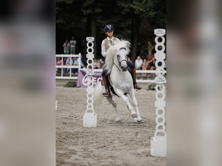 UFANO DES ISCLES Camargue Hengst Schimmel in Wesel