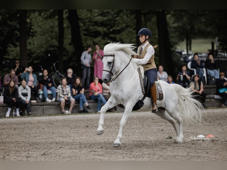 UFANO DES ISCLES Camargue Hengst Schimmel in Wesel