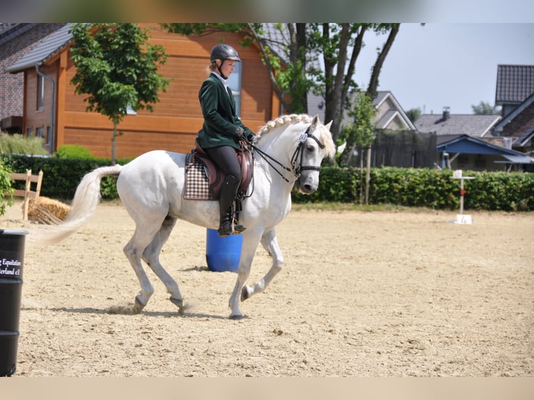 UFANO DES ISCLES Camargue Hengst Schimmel in Wesel