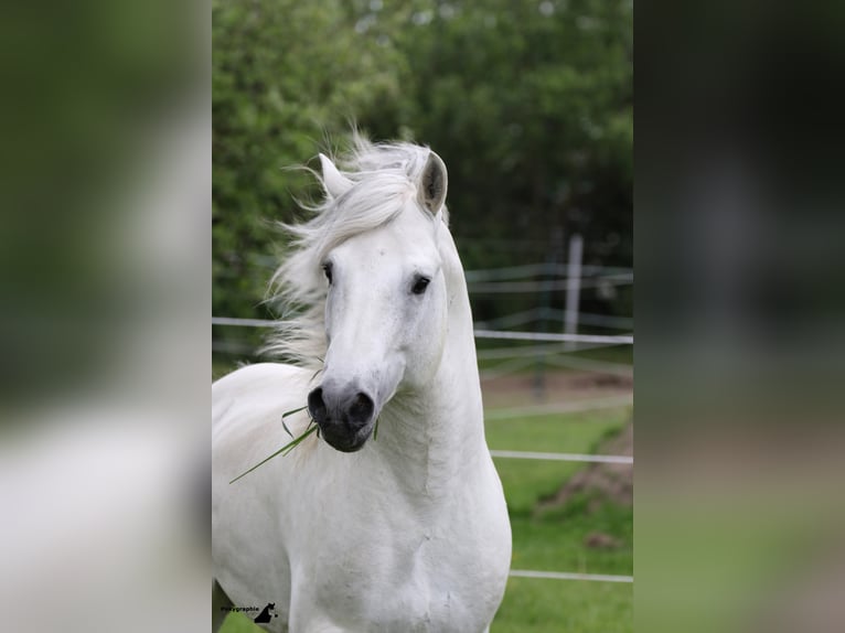 UFANO DES ISCLES Camargue Hengst Schimmel in Wesel