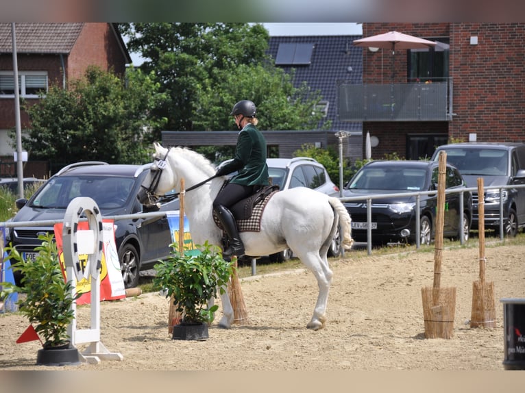 UFANO DES ISCLES Camargue Hengst Schimmel in Wesel