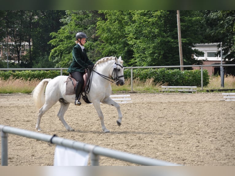 UFANO DES ISCLES Camargue Hengst Schimmel in Wesel