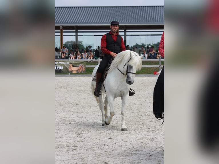 UFANO DES ISCLES Camargue Hengst Schimmel in Wesel