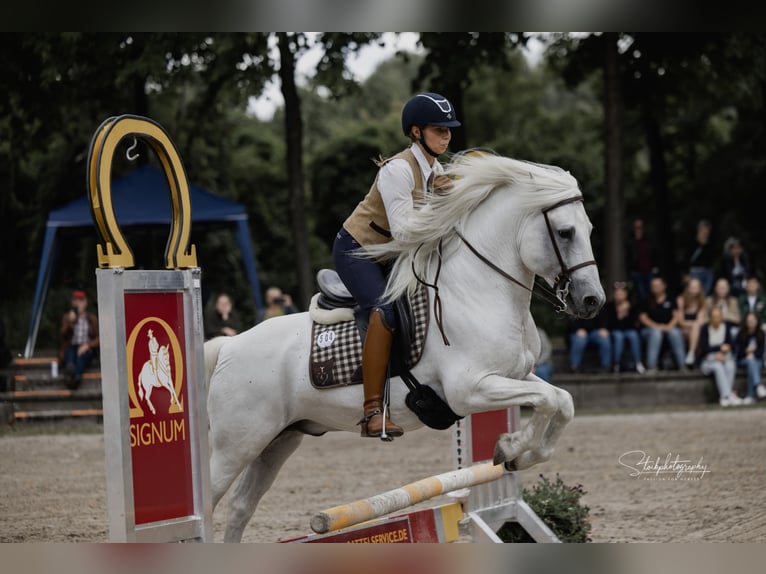 UFANO DES ISCLES Camargue Ogier Siwa in Wesel