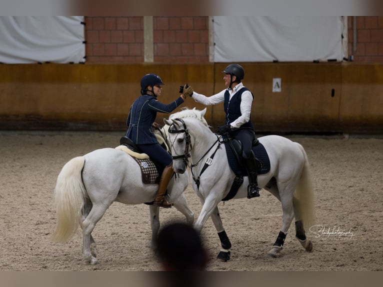 UFANO DES ISCLES Camargue Ogier Siwa in Wesel