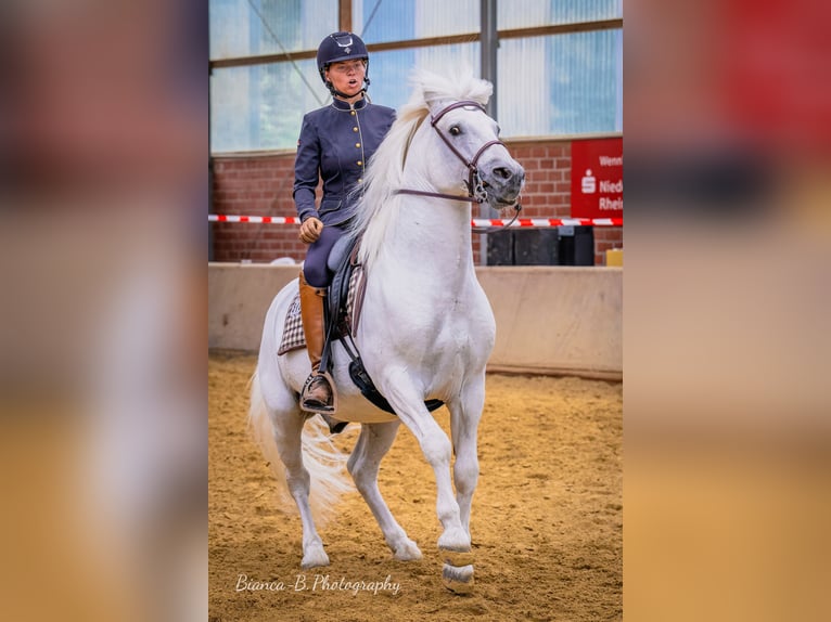 UFANO DES ISCLES Camargue Ogier Siwa in Wesel