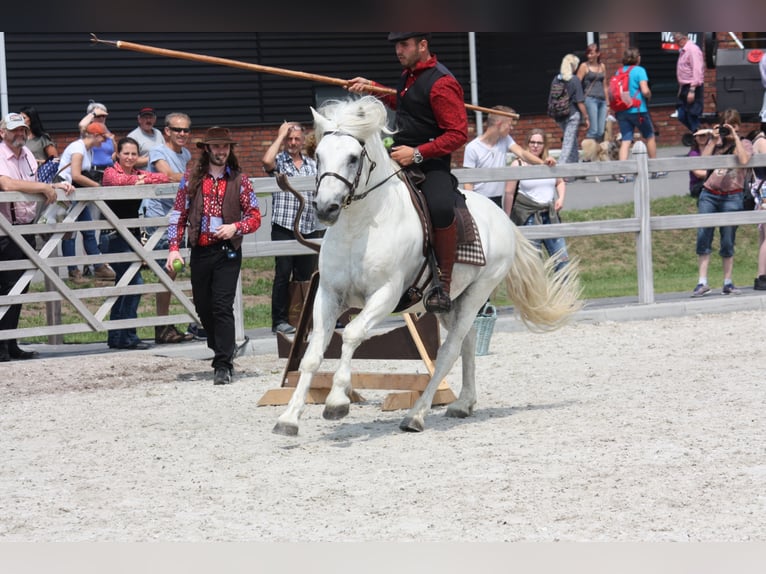 UFANO DES ISCLES Camargue Ogier Siwa in Wesel