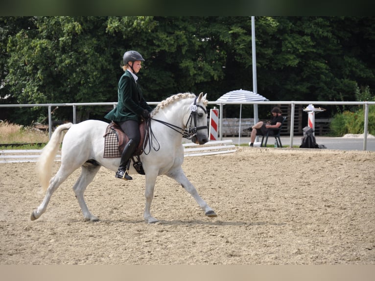 UFANO DES ISCLES Camargue Stallion Gray in Wesel