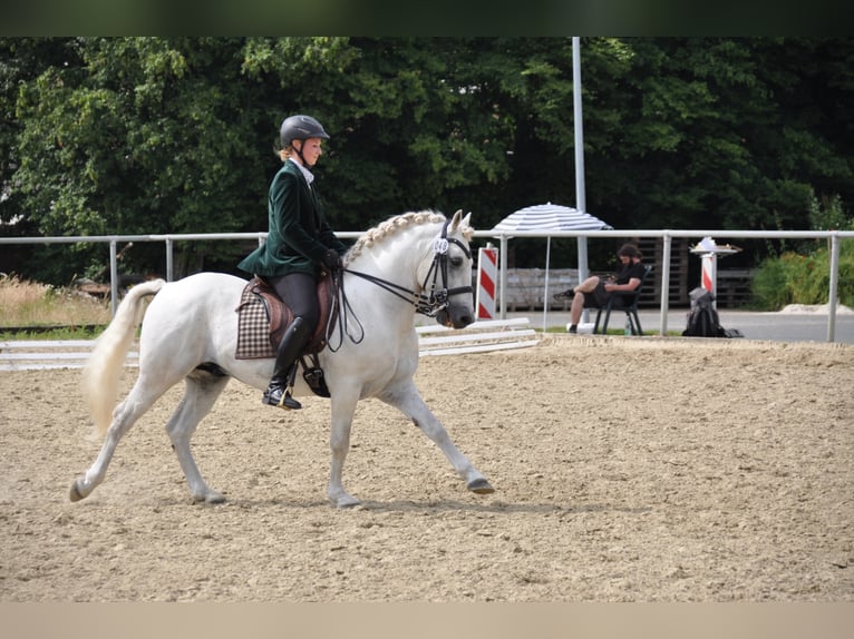 UFANO DES ISCLES Camargue Stallion Grey in Wesel