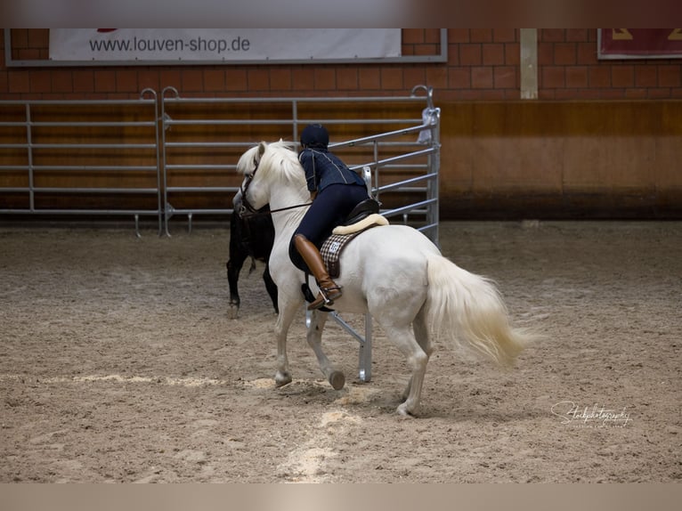 UFANO DES ISCLES Camargue Stallion Grey in Wesel