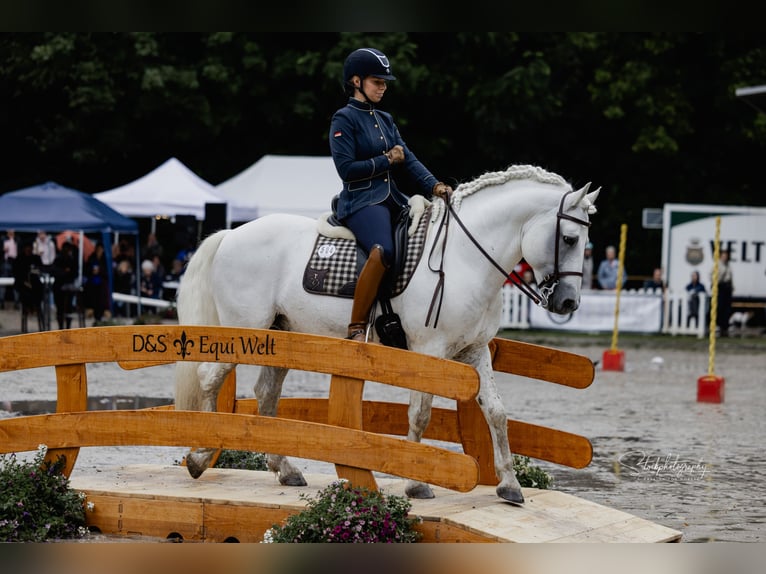 UFANO DES ISCLES Camargue Stallion Grey in Wesel