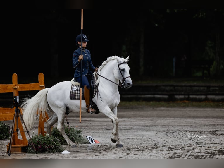 UFANO DES ISCLES Camargue Stallion Grey in Wesel