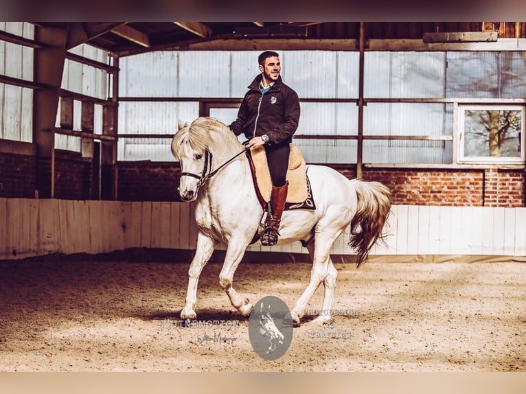 UFANO DES ISCLES Camargue Stallion Grey in Wesel