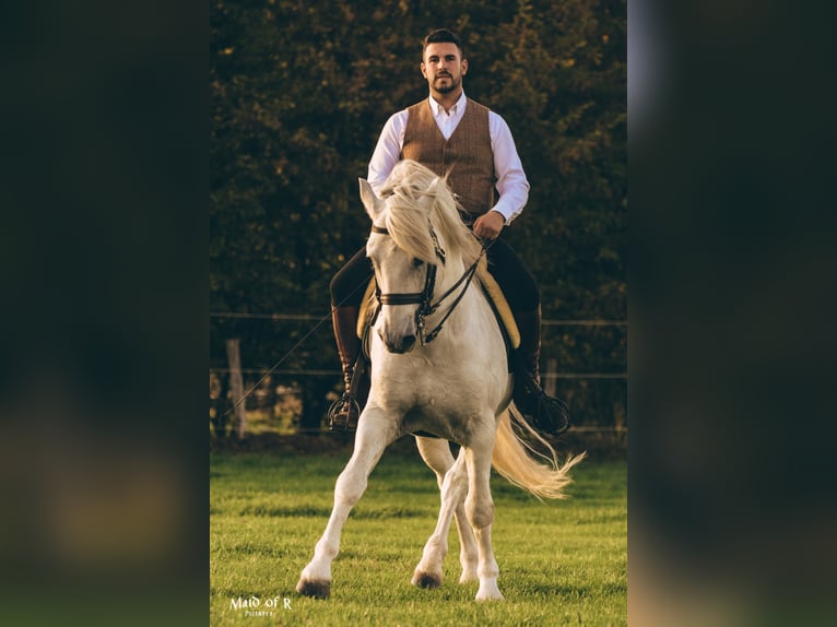 UFANO DES ISCLES Camargue Stallion Grey in Wesel