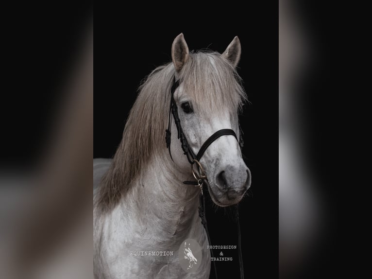 UFANO DES ISCLES Camargue Stallion Grey in Wesel