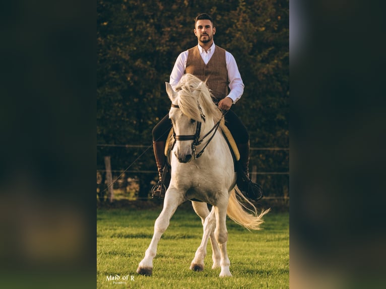 UFANO DES ISCLES Camargue Stallone Grigio in Wesel