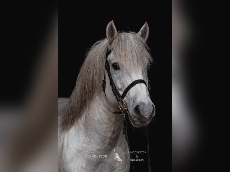 UFANO DES ISCLES Camargue Stallone Grigio in Wesel