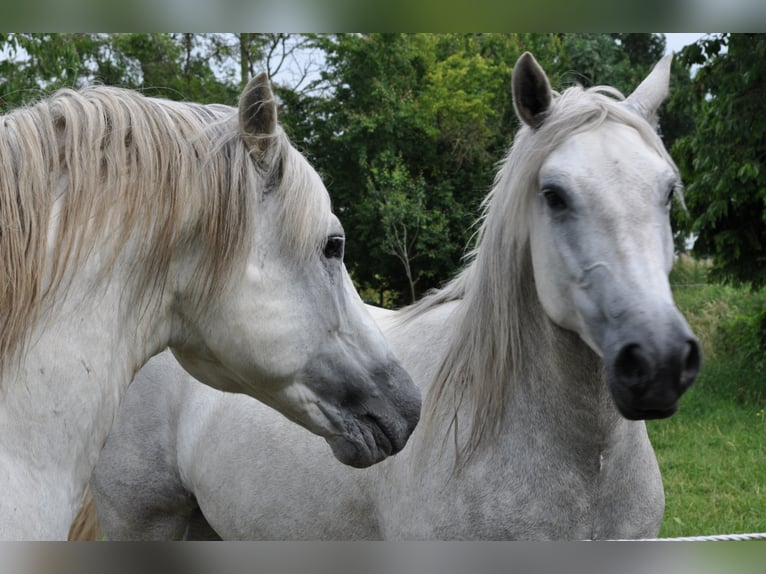 UFANO DES ISCLES Camargue Stallone Grigio in Wesel