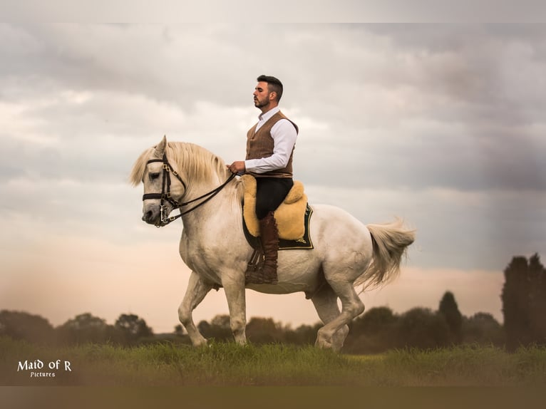 UFANO DES ISCLES Camargue Stallone Grigio in Wesel