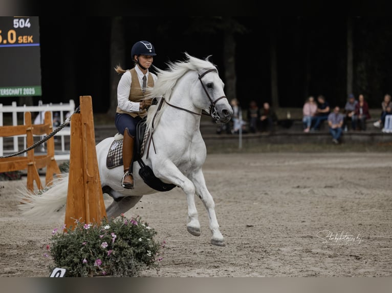 UFANO DES ISCLES Camargue Stallone Grigio in Wesel