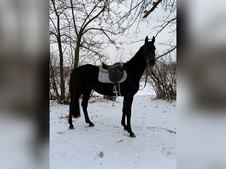 Ukrainer Hengst 4 Jahre 158 cm Dunkelbrauner in Харьков