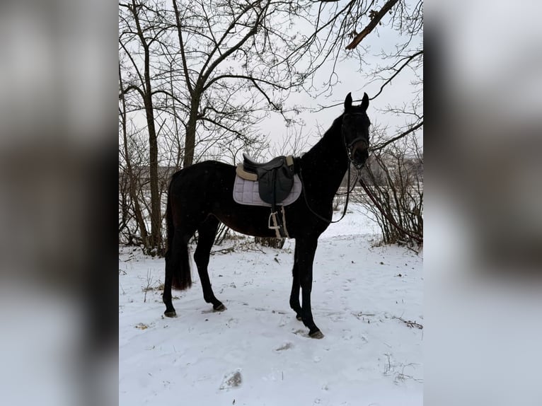 Ukrainer Hengst 4 Jahre 158 cm Dunkelbrauner in Харьков