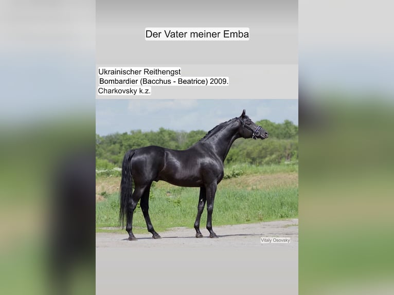 Ukrainer Hengst 4 Jahre 158 cm Dunkelbrauner in Харьков