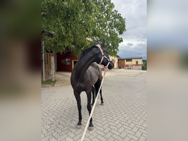 Ukrainer Hengst 6 Jahre 163 cm Rappe in Rohr