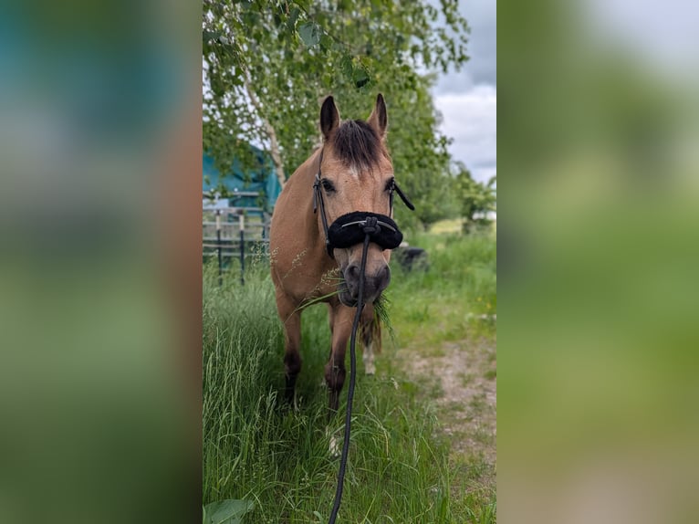 Ukrainer Stute 11 Jahre 148 cm Falbe in Ravensburg