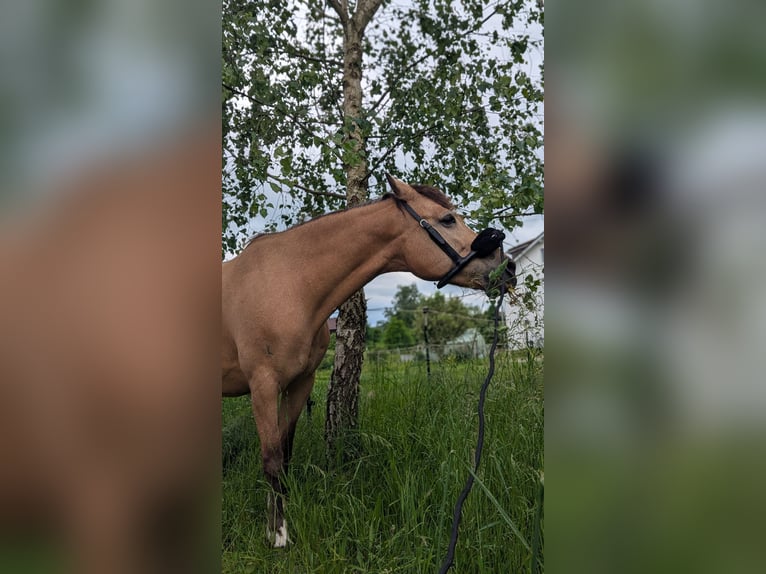 Ukrainer Stute 11 Jahre 148 cm Falbe in Ravensburg