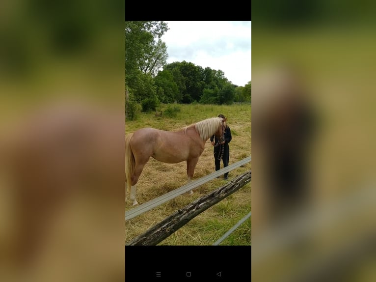 Ukrainer Stute 2 Jahre 150 cm Dunkelfuchs in Weisenheim am Sand