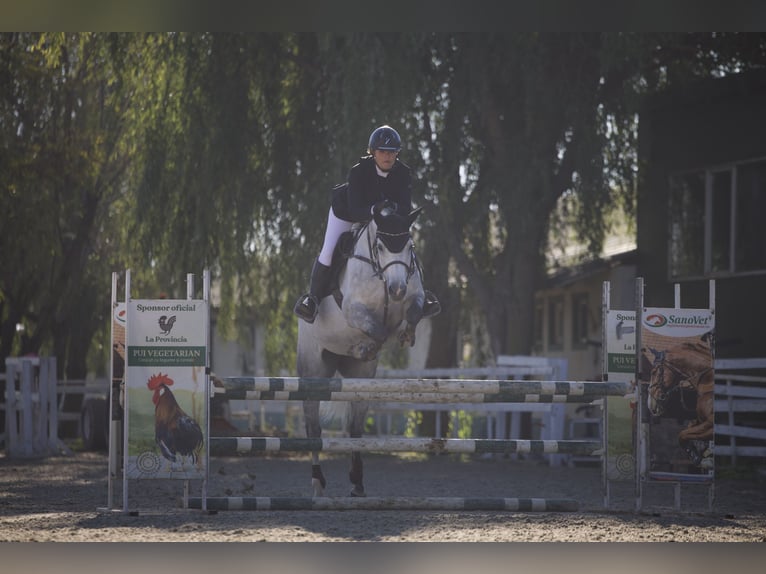 Ukrainer Stute 8 Jahre 164 cm in Arezzo