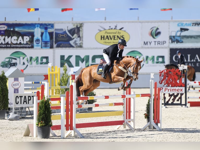 Ukrainer Stute 9 Jahre 166 cm Dunkelfuchs in Bucharest