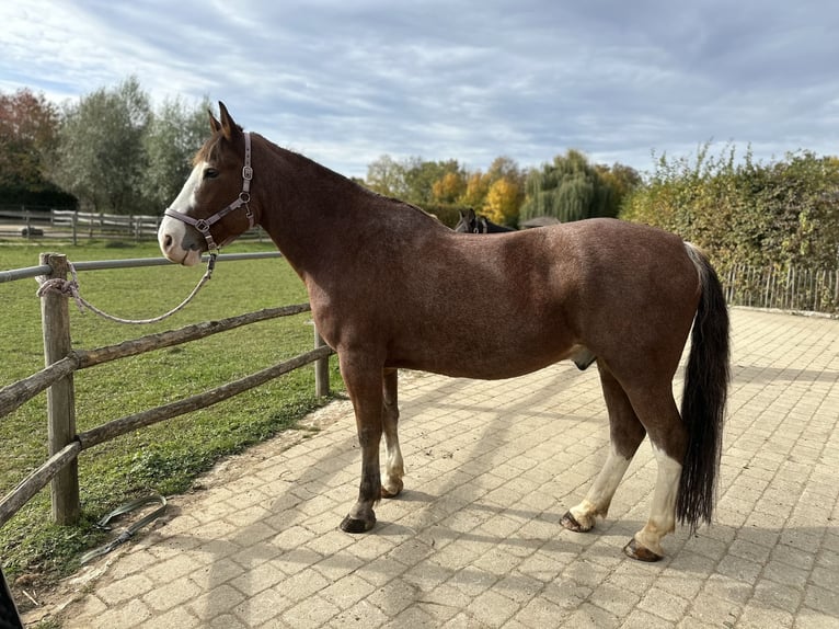 Ukrainer Wallach 12 Jahre 162 cm Brauner in Neufarn Ukrainer Wallach 12 Jahre 162 cm Brauner in Neufarn