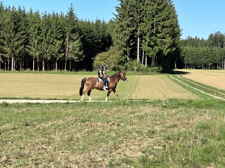 Ukrainer Wallach 12 Jahre 162 cm Brauner in Neufarn Ukrainer Wallach 12 Jahre 162 cm Brauner in Neufarn