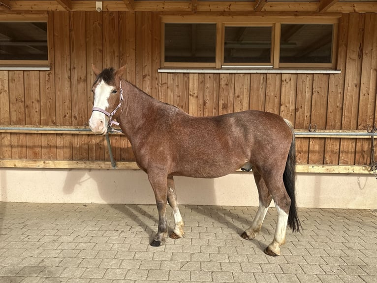 Ukrainer Wallach 12 Jahre 162 cm Brauner in Neufarn Ukrainer Wallach 12 Jahre 162 cm Brauner in Neufarn