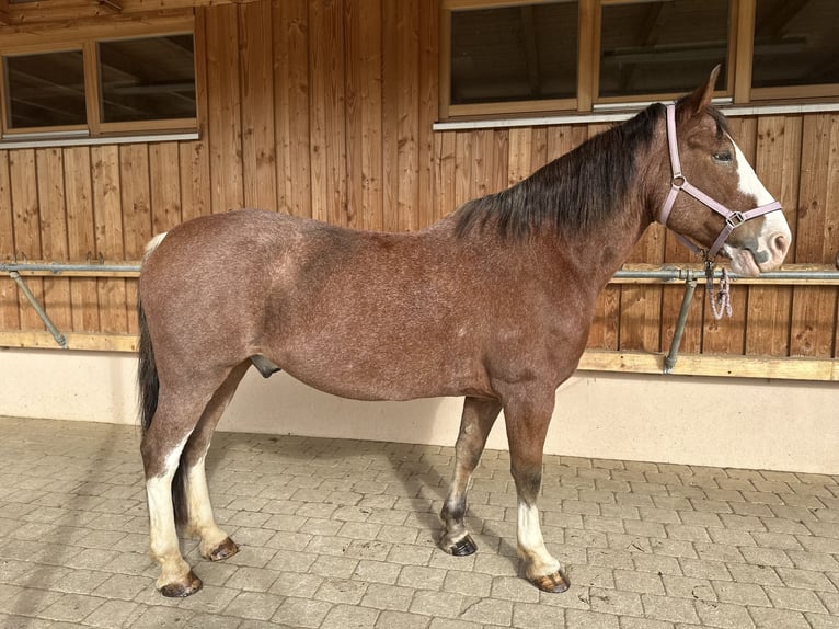 Ukrainer Wallach 12 Jahre 162 cm Brauner in Neufarn Ukrainer Wallach 12 Jahre 162 cm Brauner in Neufarn
