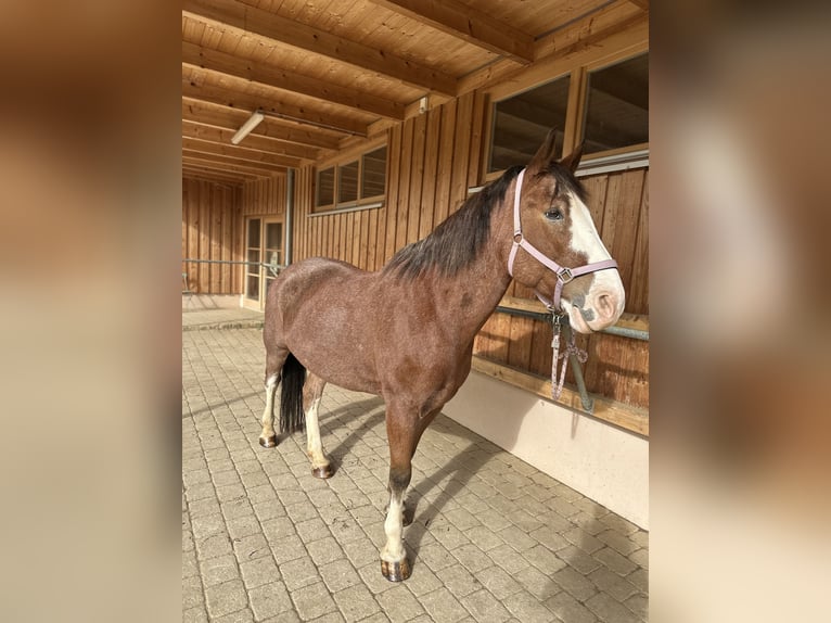 Ukrainer Wallach 12 Jahre 162 cm Brauner in Neufarn Ukrainer Wallach 12 Jahre 162 cm Brauner in Neufarn