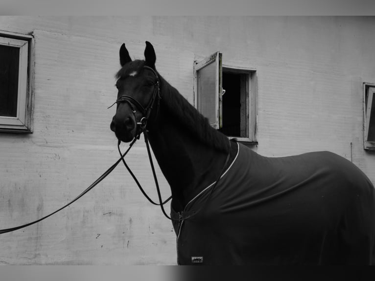 Ukrainer Mix Wallach 12 Jahre 170 cm Brauner in Riga