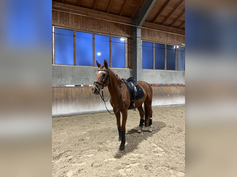 Ukrainer Wallach 14 Jahre 165 cm Fuchs in Sauerlach