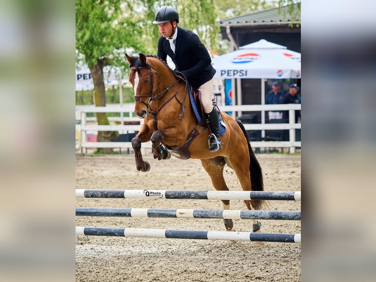 Ukrainer Wallach 6 Jahre 156 cm Rotbrauner in Bucharest