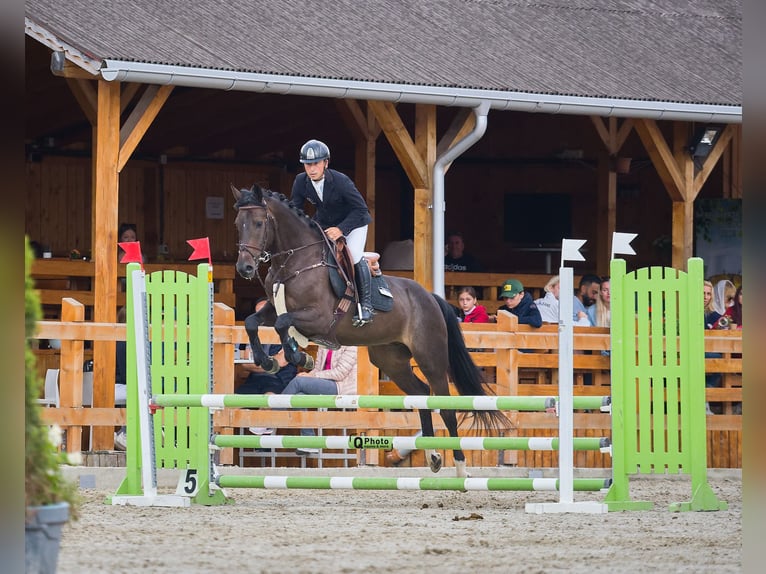 Ukrainer Wallach 6 Jahre 163 cm Dunkelbrauner in Kronenberg