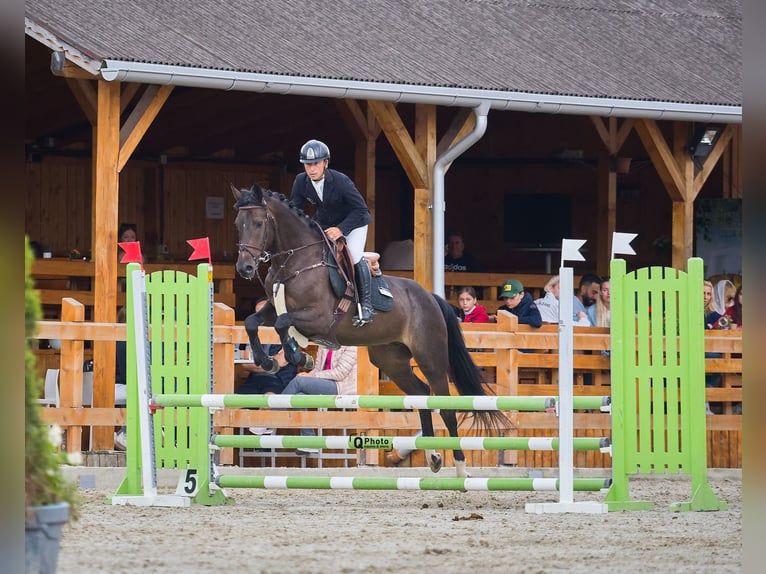 Ukrainer Wallach 6 Jahre 163 cm Dunkelbrauner in Samorin