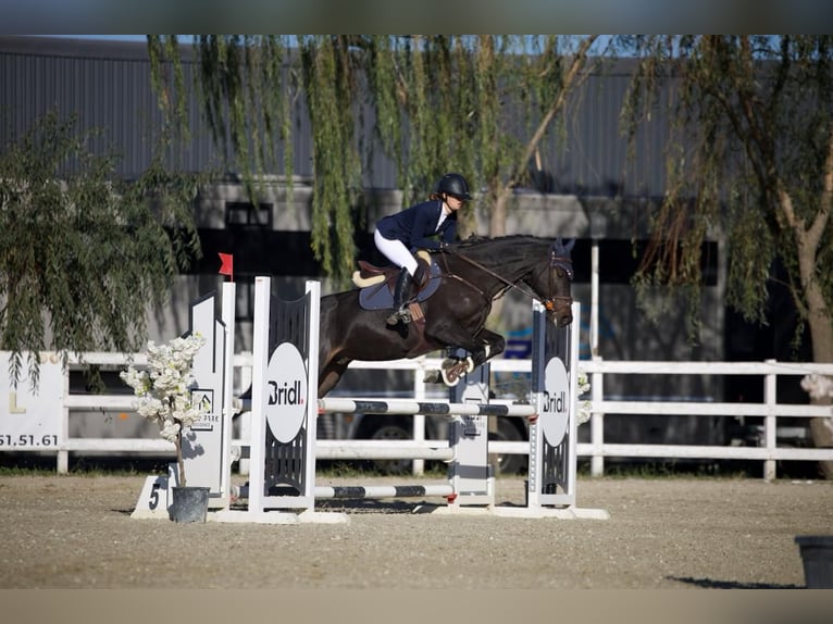 Ukrainer Wallach 6 Jahre 163 cm Dunkelbrauner in Samorin